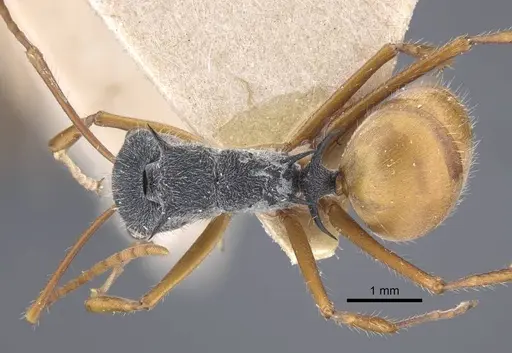 Polyrhachis bicolor specimen CASENT0917193 image casent0917193_1