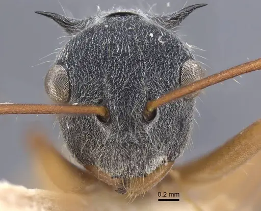 Polyrhachis bicolor specimen CASENT0917193 image casent0917193_2