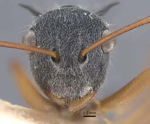 Polyrhachis bicolor specimen CASENT0917193 image casent0917193_3