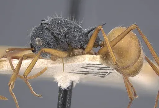 Polyrhachis bicolor specimen CASENT0917193 image casent0917193_4