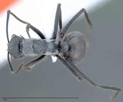 Polyrhachis bicolor specimen FOCOL0051 image focol0051_1