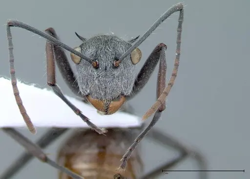 Polyrhachis bicolor specimen FOCOL0051 image focol0051_2
