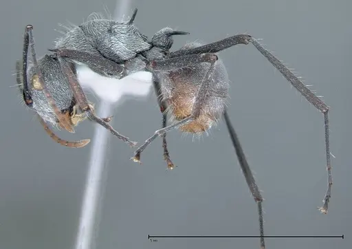 Polyrhachis bicolor specimen FOCOL0051 image focol0051_3