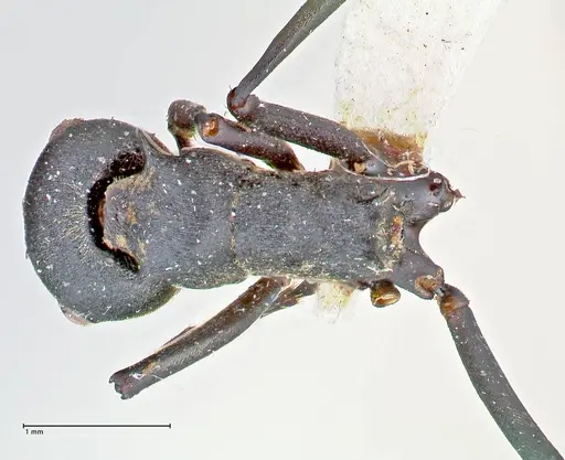 Polyrhachis bicolor specimen FOCOL2642 image focol2642_1