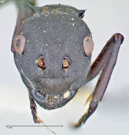 Polyrhachis bicolor specimen FOCOL2642 image focol2642_2
