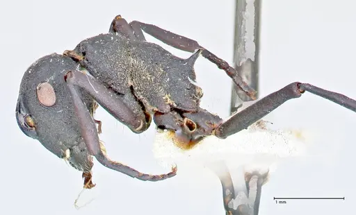Polyrhachis bicolor specimen FOCOL2642 image focol2642_3
