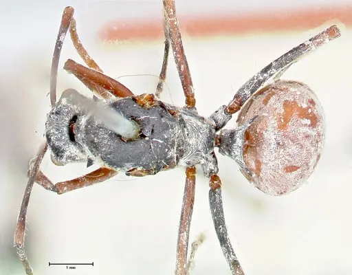 Polyrhachis bicolor specimen FOCOL2650 image focol2650_1