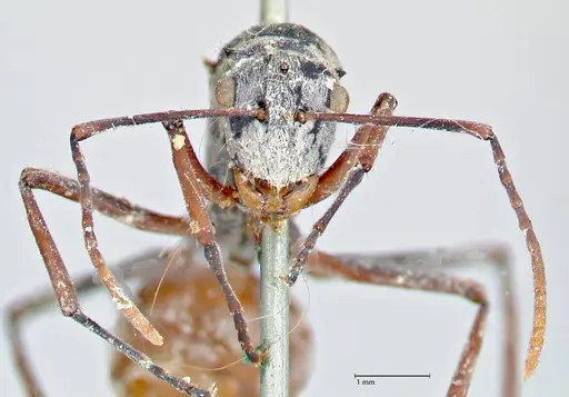Polyrhachis bicolor specimen FOCOL2650 image focol2650_2