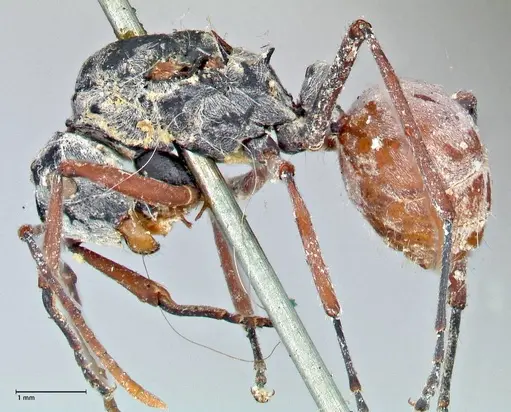 Polyrhachis bicolor specimen FOCOL2650 image focol2650_3