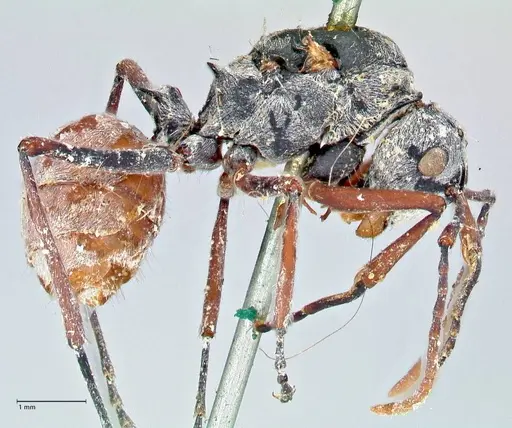 Polyrhachis bicolor specimen FOCOL2650 image focol2650_4