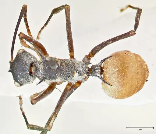 Polyrhachis bicolor specimen FOCOL2651 image focol2651_1