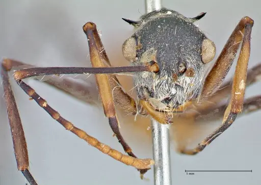 Polyrhachis bicolor specimen FOCOL2651 image focol2651_2