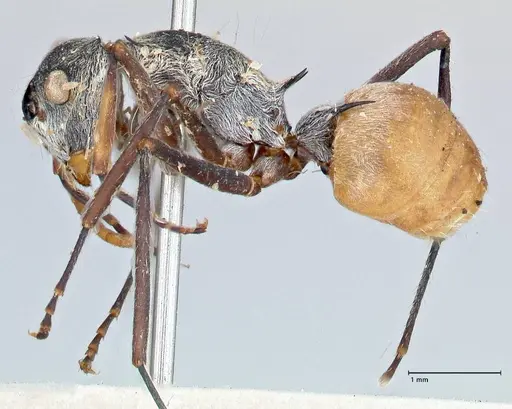 Polyrhachis bicolor specimen FOCOL2651 image focol2651_3