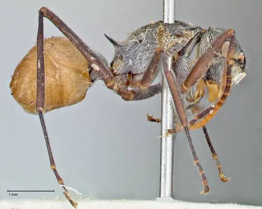 Polyrhachis bicolor specimen FOCOL2651 image focol2651_4