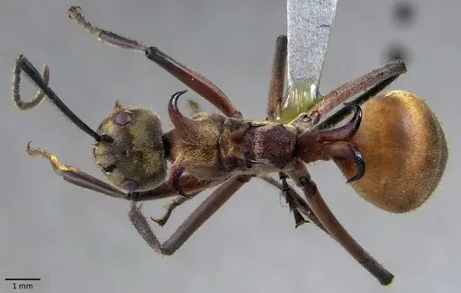 Polyrhachis bihamata specimen ANTWEB1041866 image antweb1041866_1