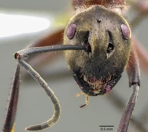 Polyrhachis bihamata specimen ANTWEB1041866 image antweb1041866_2