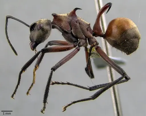 Polyrhachis bihamata specimen ANTWEB1041866 image antweb1041866_3