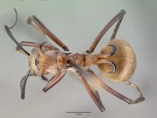 Polyrhachis bihamata specimen CASENT0010659 image casent0010659_1