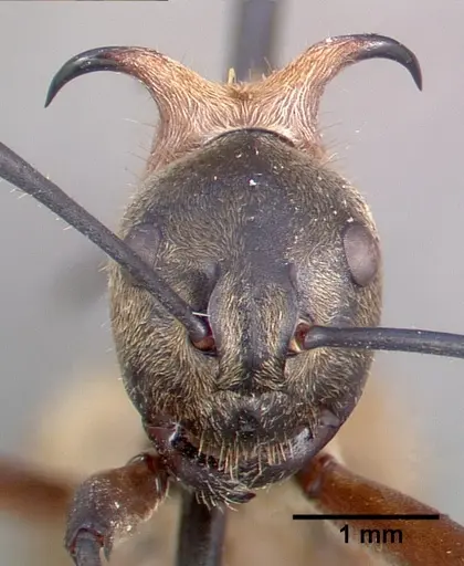 Polyrhachis bihamata specimen CASENT0010659 image casent0010659_2
