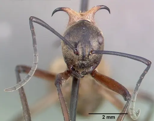 Polyrhachis bihamata specimen CASENT0010659 image casent0010659_3
