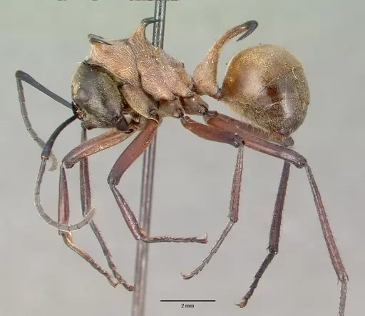 Polyrhachis bihamata specimen CASENT0010659 image casent0010659_4
