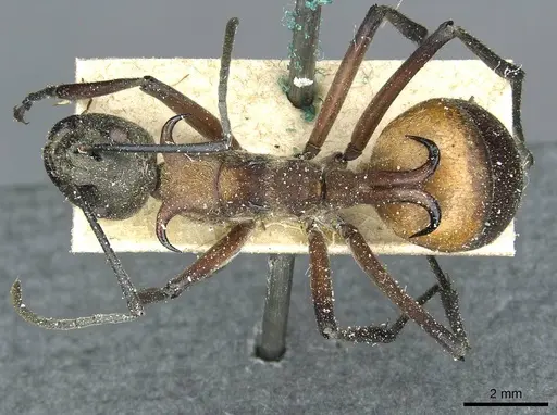 Polyrhachis bihamata specimen CASENT0912164 image casent0912164_1