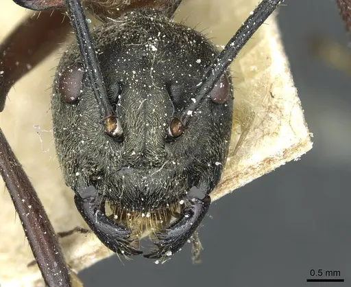 Polyrhachis bihamata specimen CASENT0912164 image casent0912164_2