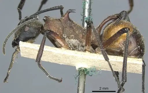 Polyrhachis bihamata specimen CASENT0912164 image casent0912164_3
