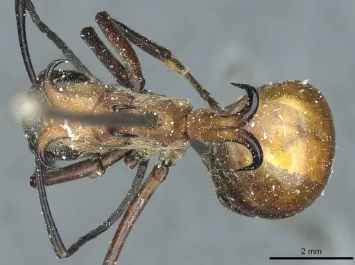 Polyrhachis bihamata specimen CASENT0912165 image casent0912165_1
