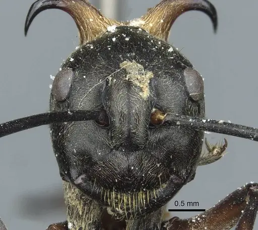 Polyrhachis bihamata specimen CASENT0912165 image casent0912165_2