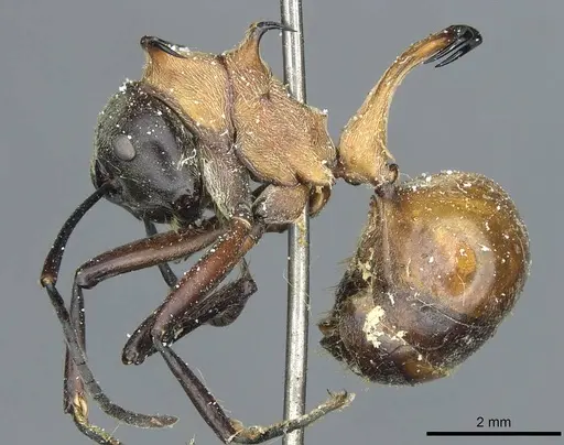 Polyrhachis bihamata specimen CASENT0912165 image casent0912165_3