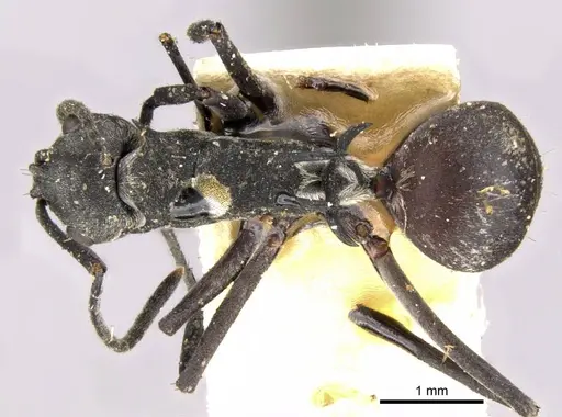 Polyrhachis binghamii specimen CASENT0906766 image casent0906766_1