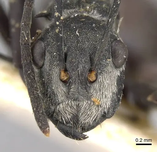 Polyrhachis binghamii specimen CASENT0906766 image casent0906766_2