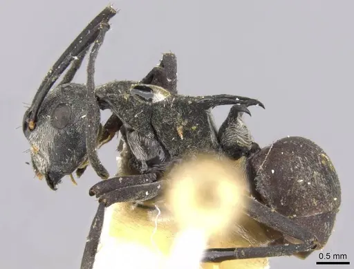 Polyrhachis binghamii specimen CASENT0906766 image casent0906766_3