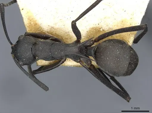 Polyrhachis binghamii specimen CASENT0910860 image casent0910860_1