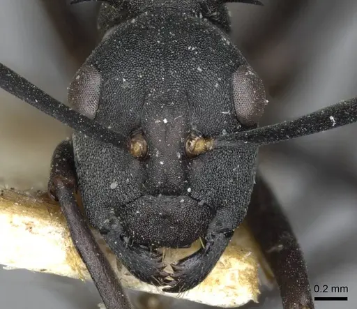 Polyrhachis binghamii specimen CASENT0910860 image casent0910860_2