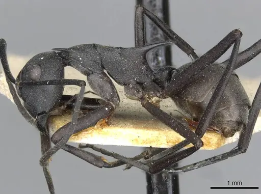 Polyrhachis binghamii specimen CASENT0910860 image casent0910860_3