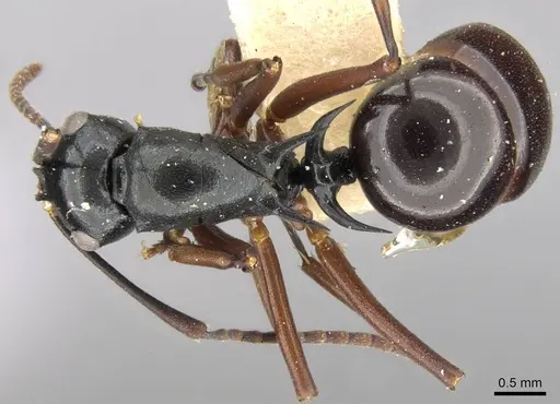 Polyrhachis bismarckensis specimen CASENT0906771 image casent0906771_1