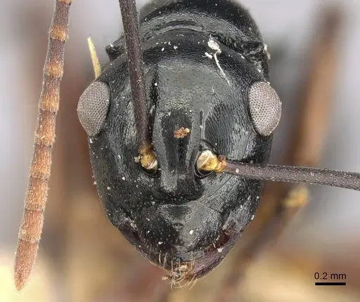 Polyrhachis bismarckensis specimen CASENT0906771 image casent0906771_2