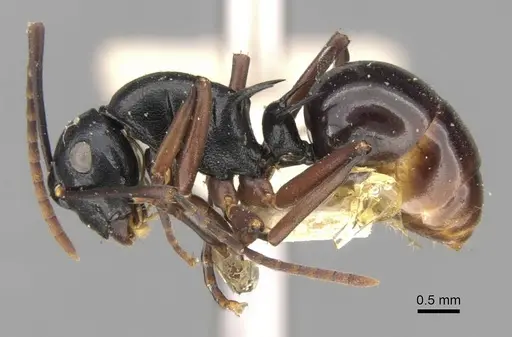 Polyrhachis bismarckensis specimen CASENT0906771 image casent0906771_3