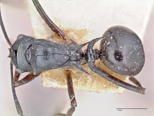 Polyrhachis bismarckensis specimen FOCOL2664 image focol2664_1