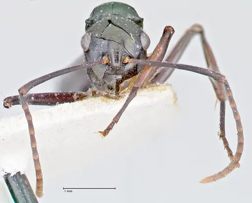Polyrhachis bismarckensis specimen FOCOL2664 image focol2664_2