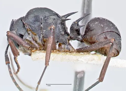 Polyrhachis bismarckensis specimen FOCOL2664 image focol2664_3