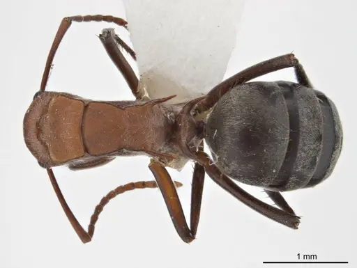 Polyrhachis bohemia specimen ANTWEB1008702 image antweb1008702_1