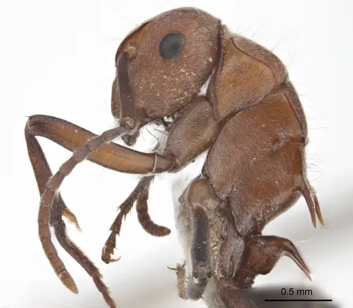 Polyrhachis bohemia specimen ANTWEB1008702 image antweb1008702_3