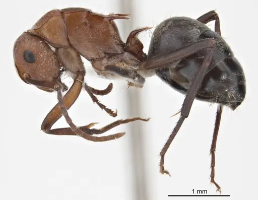 Polyrhachis bohemia specimen ANTWEB1008702 image antweb1008702_4