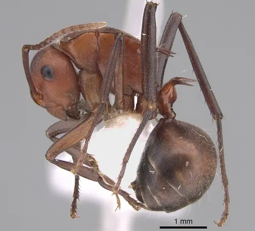 Polyrhachis bohemia specimen CASENT0887789 image casent0887789_1