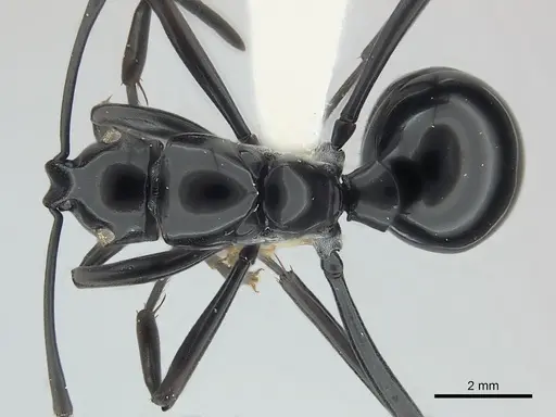 Polyrhachis boltoni specimen CASENT0217421 image casent0217421_1