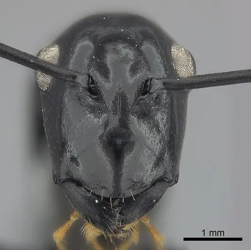 Polyrhachis boltoni specimen CASENT0217421 image casent0217421_2