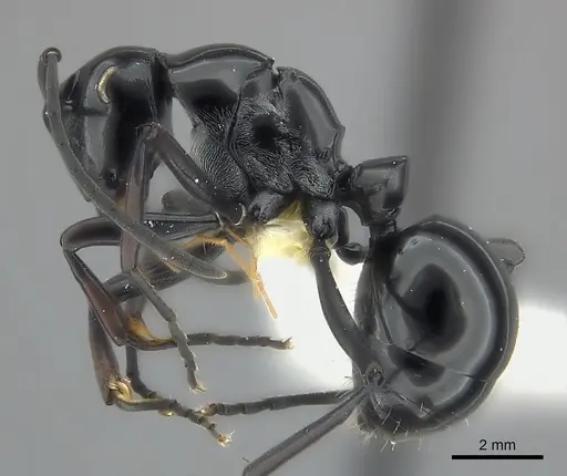Polyrhachis boltoni specimen CASENT0217421 image casent0217421_3